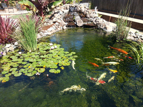 Santa Clara Valley Koi and Water Garden Club Welcomes New Members