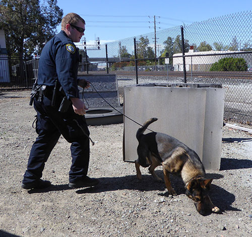 Game's On As Police K9s Sniff Out Crime