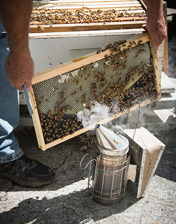 Area beekeepers implore city to allow apiaries, city responds