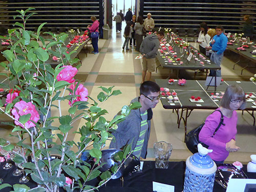 Camellias and Birthday Cake at 75th Annual Camellia Show
