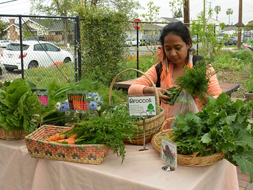 SCU Educates Community While Improving Access to Fresh Produce