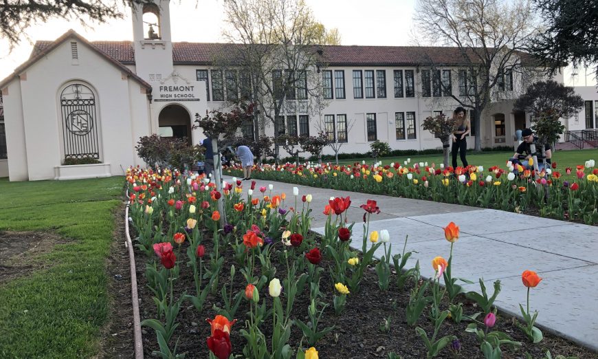 Tulips are in Full Bloom at Sunnyvale’s Fremont High School