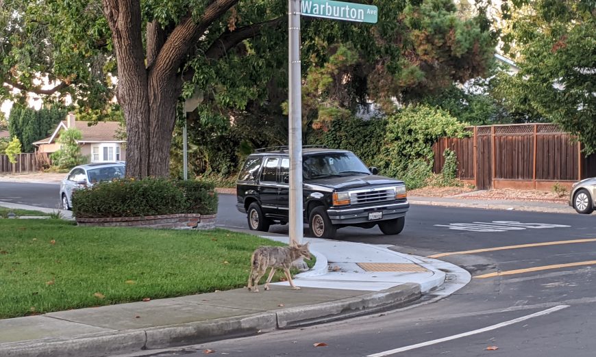 Coyotes have been spotted in Santa Clara residential neighborhoods. A coyote can be aggressive, here are some tips on how to coexist with them.