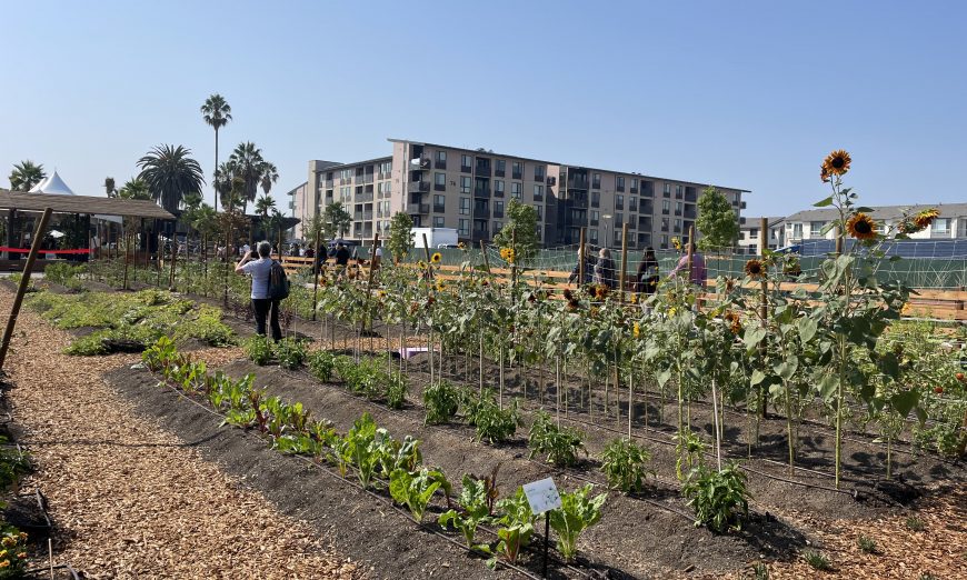 Guided by Farmscape Co-Founder Lara Hermanson, the urban farm at Agrihood is built for residents and the community at-large.